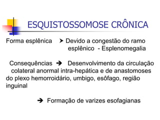 ESQUISTOSSOMOSE CRÔNICA
Forma esplênica  Devido a congestão do ramo
esplênico - Esplenomegalia
Consequências  Desenvolvimento da circulação
colateral anormal intra-hepática e de anastomoses
do plexo hemorroidário, umbigo, esôfago, região
inguinal
 Formação de varizes esofagianas
 