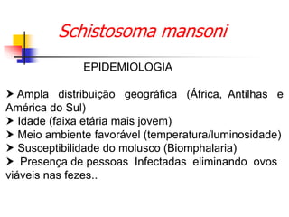 Schistosoma mansoni
EPIDEMIOLOGIA
 Ampla distribuição geográfica (África, Antilhas e
América do Sul)
 Idade (faixa etária mais jovem)
 Meio ambiente favorável (temperatura/luminosidade)
 Susceptibilidade do molusco (Biomphalaria)
 Presença de pessoas Infectadas eliminando ovos
viáveis nas fezes..
 