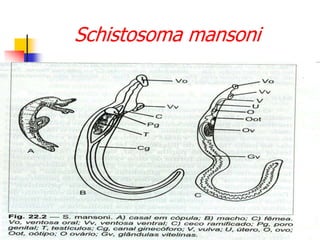 Schistosoma mansoni
 
