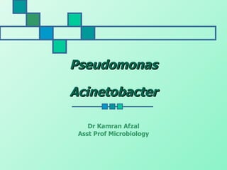 Pseudomonas

Acinetobacter

    Dr Kamran Afzal
 Asst Prof Microbiology
 