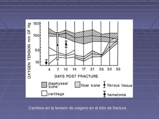 Cambios en la tensión de oxigeno en el sitio de fractura 
 