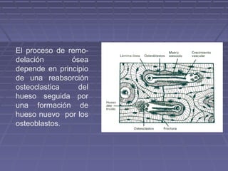 El proceso de remo-delación 
ósea 
depende en principio 
de una reabsorción 
osteoclastica del 
hueso seguida por 
una formación de 
hueso nuevo por los 
osteoblastos. 
 