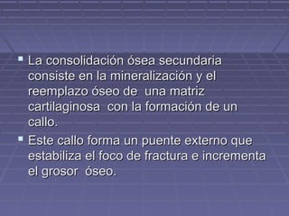  La consolidación óósseeaa sseeccuunnddaarriiaa 
ccoonnssiissttee eenn llaa mmiinneerraalliizzaacciióónn yy eell 
rreeeemmppllaazzoo óósseeoo ddee uunnaa mmaattrriizz 
ccaarrttiillaaggiinnoossaa ccoonn llaa ffoorrmmaacciióónn ddee uunn 
ccaalllloo.. 
 EEssttee ccaalllloo ffoorrmmaa uunn ppuueennttee eexxtteerrnnoo qquuee 
eessttaabbiilliizzaa eell ffooccoo ddee ffrraaccttuurraa ee iinnccrreemmeennttaa 
eell ggrroossoorr óósseeoo.. 
 