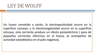 LEY DE WOLFF
“Si un hueso normal es físicamente cargado en una nueva dirección,
su estructura y forma pueden cambiar de acuerdo a su nueva
función; si un hueso deforme es rectificado y su función normal es
restaurada, toda la estructura del hueso retorna a su forma original”Un hueso sometido a estrés, la electropositividad ocurre en la
superficie convexa; y la electronegatividad ocurre en la superficie
cóncava, esta corriente produce un efecto piezoeléctrico ( paso de
pequeñas corrientes eléctricas en el hueso, se acompañan de
actividad osteoblástica en el polo negativo).
 