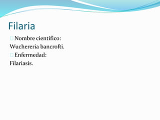 Filaria
Nombre científico:
Wuchereria bancrofti.
Enfermedad:
Filariasis.