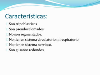 Características:
Son tripoblasticos.
Son pseudocelomados.
No son segmentados.
No tienen sistema circulatorio ni respiratorio.
No tienen sistema nervioso.
Son gusanos redondos.