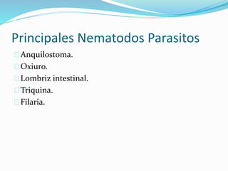 Principales Nematodos Parasitos
Anquilostoma.
Oxiuro.
Lombriz intestinal.
Triquina.
Filaria.