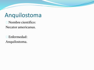 Anquilostoma
Nombre científico:
Necator americanus.
Enfermedad:
Anquilostoma.