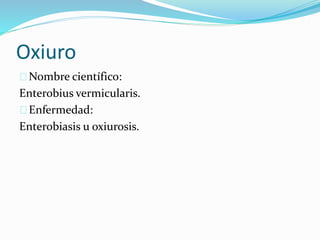 Oxiuro
Nombre científico:
Enterobius vermicularis.
Enfermedad:
Enterobiasis u oxiurosis.