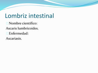 Lombriz intestinal
Nombre científico:
Ascaris lumbricoides.
Enfermedad:
Ascariasis.