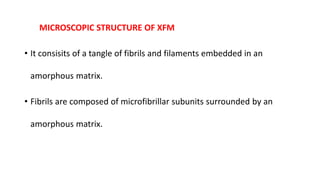 MICROSCOPIC STRUCTURE OF XFM
• It consisits of a tangle of fibrils and filaments embedded in an
amorphous matrix.
• Fibrils are composed of microfibrillar subunits surrounded by an
amorphous matrix.
 