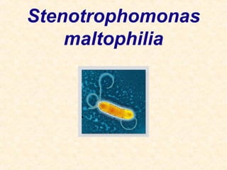 Stenotrophomonas
maltophilia
 