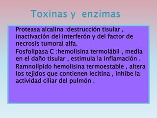  Proteasa alcalina :destrucción tisular ,
inactivación del interferón y del factor de
necrosis tumoral alfa.
 Fosfolipasa C :hemolisina termolábil , media
en el daño tisular , estimula la inflamación .
 Ramnolípido hemolisina termoestable , altera
los tejidos que contienen lecitina , inhibe la
actividad ciliar del pulmón .
 