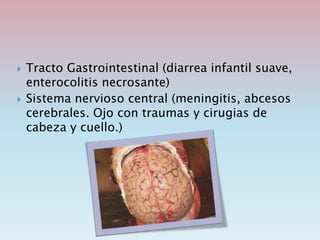  Tracto Gastrointestinal (diarrea infantil suave,
enterocolitis necrosante)
 Sistema nervioso central (meningitis, abcesos
cerebrales. Ojo con traumas y cirugias de
cabeza y cuello.)
 