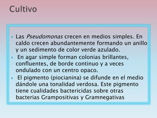  Las Pseudomonas crecen en medios simples. En
caldo crecen abundantemente formando un anillo
y un sedimento de color verde azulado.
 En agar simple forman colonias brillantes,
confluentes, de borde continuo y a veces
ondulado con un centro opaco.
 El pigmento (piocianina) se difunde en el medio
dándole una tonalidad verdosa. Este pigmento
tiene cualidades bactericidas sobre otras
bacterias Grampositivas y Gramnegativas
 