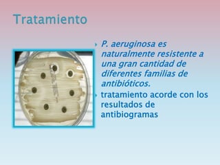  P. aeruginosa es
naturalmente resistente a
una gran cantidad de
diferentes familias de
antibióticos.
 tratamiento acorde con los
resultados de
antibiogramas
 