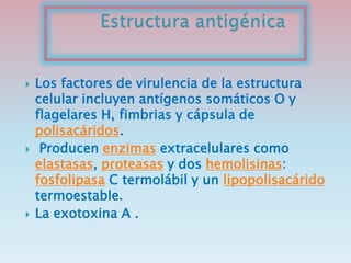  Los factores de virulencia de la estructura
celular incluyen antígenos somáticos O y
flagelares H, fimbrias y cápsula de
polisacáridos.
 Producen enzimas extracelulares como
elastasas, proteasas y dos hemolisinas:
fosfolipasa C termolábil y un lipopolisacárido
termoestable.
 La exotoxina A .
 