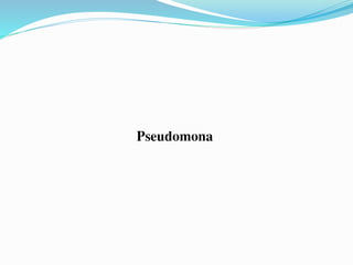 Pseudomona
 