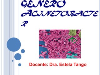 GÉNERO
ACINETOBACTE
R




    Docente: Dra. Estela Tango
 
