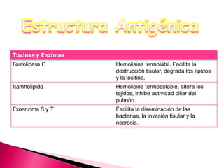 Toxinas y Enzimas 
Fosfolipasa C Hemolisina termolábil. Facilita la 
destrucción tisular, degrada los lípidos 
y la lecitina. 
Ramnolipido Hemolisina termoestable, altera los 
tejidos, inhibe actividad ciliar del 
pulmón. 
Exoenzima S y T Facilita la diseminación de las 
bacterias, la invasión tisular y la 
necrosis. 
 