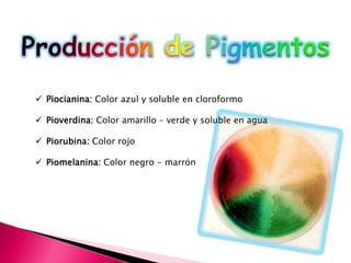  Piocianina: Color azul y soluble en cloroformo 
 Pioverdina: Color amarillo – verde y soluble en agua 
 Piorubina: Color rojo 
 Piomelanina: Color negro - marrón 
 