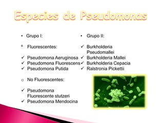 • Grupo I: 
º Fluorescentes: 
 Pseudomona Aeruginosa 
 Pseudomona Fluorescens 
 Pseudomona Putida 
o No Fluorescentes: 
 Pseudomona 
Fluorescente stutzeri 
 Pseudomona Mendocina 
• Grupo II: 
 Burkholderia 
Pseudomallei 
 Burkholderia Mallei 
 Burkholderia Cepacia 
 Ralstronia Pickettii 
 