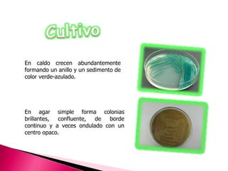 En caldo crecen abundantemente 
formando un anillo y un sedimento de 
color verde-azulado. 
En agar simple forma colonias 
brillantes, confluente, de borde 
continuo y a veces ondulado con un 
centro opaco. 
 