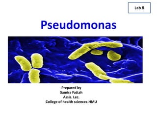 Pseudomonas
Lab 8
Prepared by
Samira Fattah
Assis. Lec.
College of health sciences-HMU
 