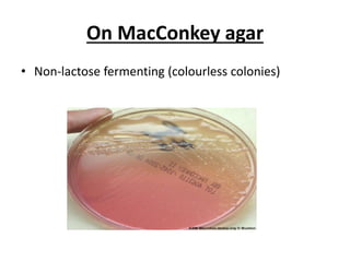 Pseudomonas | PPTX