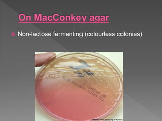 Pseudomonas | PPTX