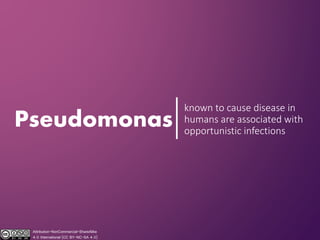 Pseudomonas
known to cause disease in
humans are associated with
opportunistic infections
Attribution-NonCommercial-ShareAlike
4.0 International (CC BY-NC-SA 4.0)
 
