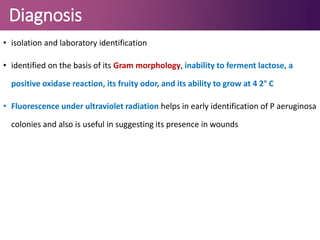 Diagnosis
• isolation and laboratory identification
• identified on the basis of its Gram morphology, inability to ferment lactose, a
positive oxidase reaction, its fruity odor, and its ability to grow at 4 2° C
• Fluorescence under ultraviolet radiation helps in early identification of P aeruginosa
colonies and also is useful in suggesting its presence in wounds
 