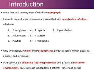 Introduction
• more than 140 species, most of which are saprophytic
• known to cause disease in humans are associated with opportunistic infections,
which are
• Only two species, P mallei and P pseudomallei, produce specific human diseases:
glanders and melioidosis.
• P aeruginosa is a ubiquitous free-living bacterium and is found in most moist
environments, causes disease in hospitalized patients (cancer and burns)
1. P aeruginosa
2. P fluorescens
3. P putida
4. P cepacian
5. P stutzeri
6. P maltophilia
7. P putrefaciens
 