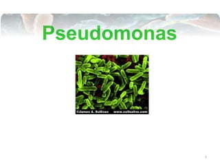 Pseudomonas
1
 
