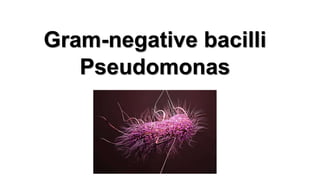 Gram-negative bacilli
Pseudomonas
 