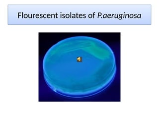 Flourescent isolates of P.aeruginosa
 