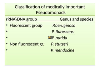 Classification of medically important
Pseudomonads
rRNADNA group Genus and species
• Fluorescent group P.aeruginosa
• P. flurescens
• P. putida
• Non fluorescent gr. P. stutzeri
• P. mendocine
 