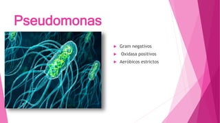 Pseudomonas
 Gram negativos
 Oxidasa positivos
 Aeróbicos estrictos
 