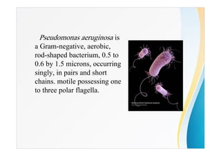 　 Pseudomonas aeruginosa is
a Gram-negative, aerobic,
rod-shaped bacterium, 0.5 to
0.6 by 1.5 microns, occurring
singly, in pairs and short
chains. motile possessing one
to three polar flagella.
 