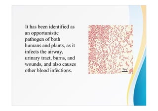 It has been identified as
an opportunistic
pathogen of both
humans and plants, as it
infects the airway,
urinary tract, burns, and
wounds, and also causes
other blood infections.
 