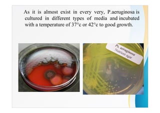 As it is almost exist in every very, P.aeruginosa is
cultured in different types of media and incubated
with a temperature of 37°c or 42°c to good growth.
 