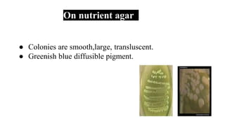 On nutrient agar
● Colonies are smooth,large, transluscent.
● Greenish blue diffusible pigment.
 