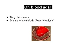 On blood agar
● Grayish colonies
● Many are haemolytis ( beta hemolysis)
 