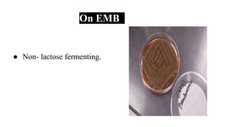 On EMB
● Non- lactose fermenting.
 