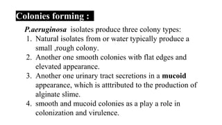 Colonies forming :
P.aeruginosa isolates produce three colony types:
1. Natural isolates from or water typically produce a
small ,rough colony.
2. Another one smooth colonies witb flat edges and
elevated appearance.
3. Another one urinary tract secretions in a mucoid
appearance, which is atttributed to the production of
alginate slime.
4. smooth and mucoid colonies as a play a role in
colonization and virulence.
 