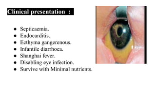 Clinical presentation :
● Septicaemia.
● Endocarditis.
● Ecthyma gangerenous.
● Infantile diarrhoea.
● Shanghai fever.
● Disabling eye infection.
● Survive with Minimal nutrients.
 