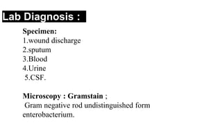 Lab Diagnosis :
Specimen:
1.wound discharge
2.sputum
3.Blood
4.Urine
5.CSF.
Microscopy : Gramstain ;
Gram negative rod undistinguished form
enterobacterium.
 