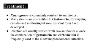 Treatment :
● P.aeruginosa is commonly resistant to antibiotics .
● Many strains are susceptible to Gentamicin, tbramycin,
colistin and amikacin,but sone resistant form have
developed.
● Infection are usually treated woth two antibiotics at once
the combination of gentamicin and carbonicillin is
frequently used to the at severe pseudomonas infection.
 