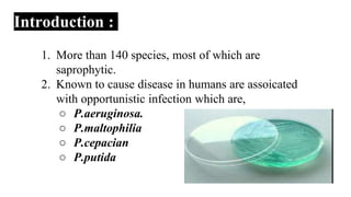 Introduction :
1. More than 140 species, most of which are
saprophytic.
2. Known to cause disease in humans are assoicated
with opportunistic infection which are,
○ P.aeruginosa.
○ P.maltophilia
○ P.cepacian
○ P.putida
 