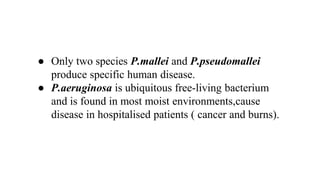● Only two species P.mallei and P.pseudomallei
produce specific human disease.
● P.aeruginosa is ubiquitous free-living bacterium
and is found in most moist environments,cause
disease in hospitalised patients ( cancer and burns).
 